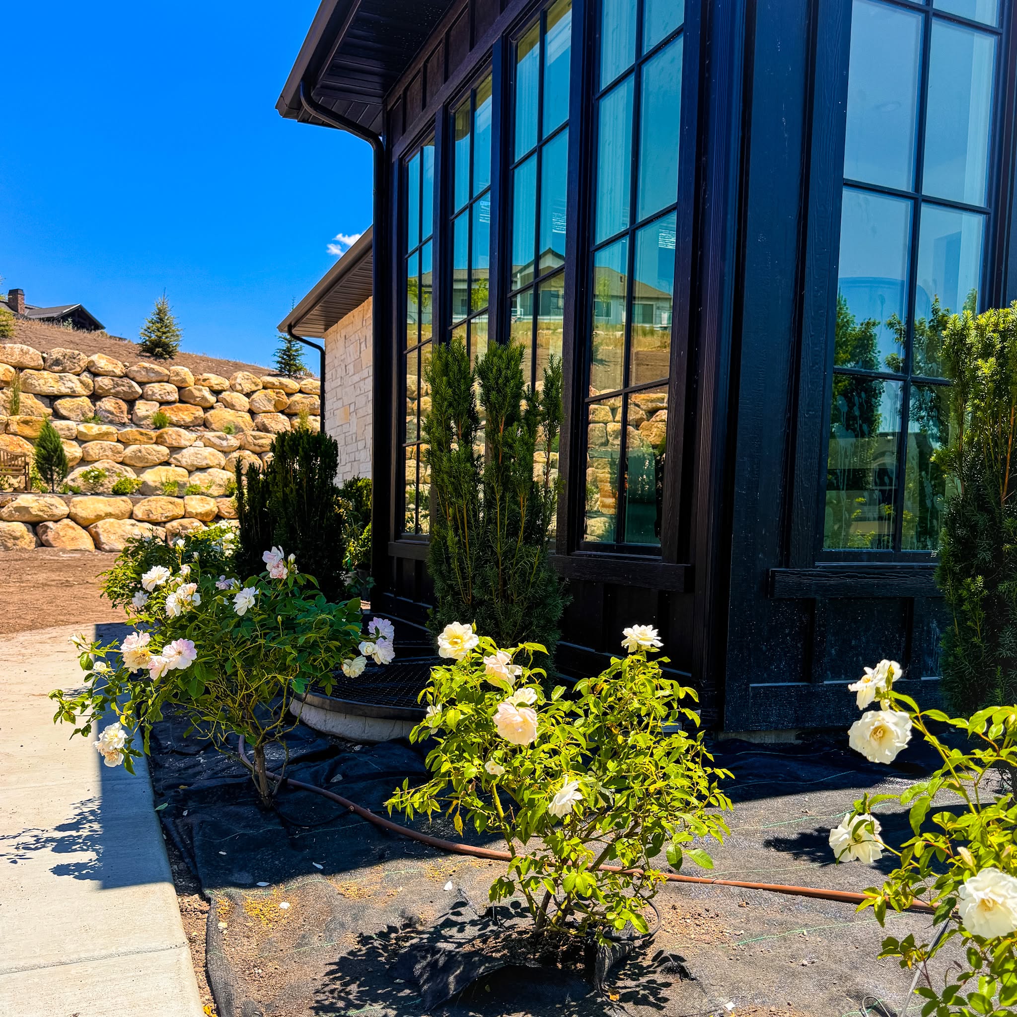 Pine Canyon installing shrubs and roses beside a mountain home