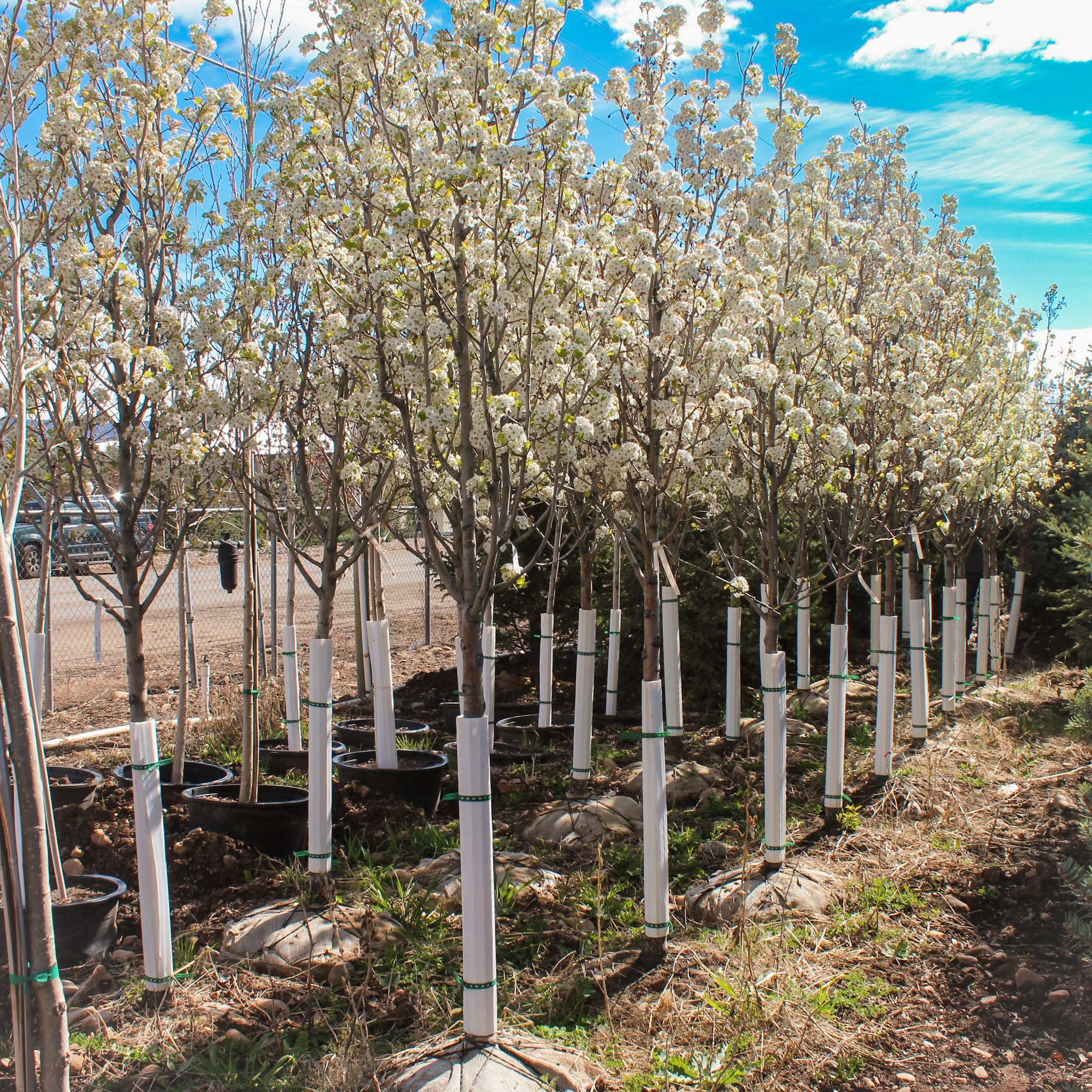 Rows of mature trees ready for Pine Canyon installation